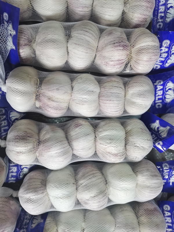 Garlic