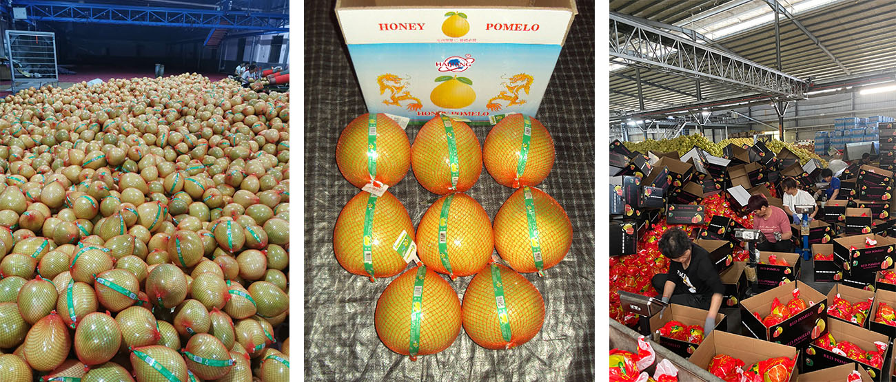 pomelo.jpg